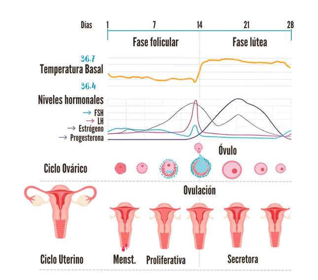 farmacia-salud-ciclo-uterino-1