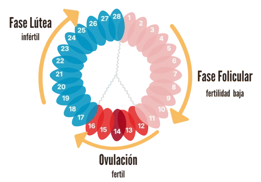 farmacia-salud-fase-ovarica-2