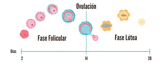 farmacia-salud-fase-ovarica